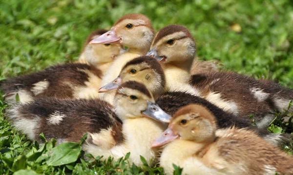 Raça Patos Almiscarados Jovens Cairina Moschata Com Poucos Dias Idade — Fotografia de Stock