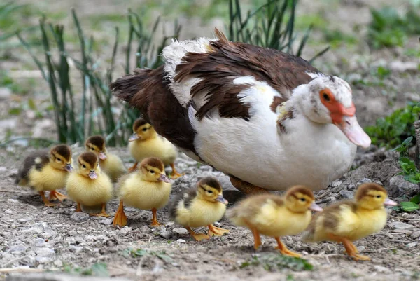 Μια Θηλυκή Πάπια Μόσχου Cairina Moschata Τους Διήμερους Απογόνους Της — Φωτογραφία Αρχείου