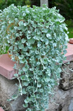 Creeping perennial plant dichondra grows in the garden clipart