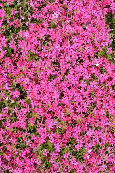 Primavera Phlox Subulata Floresce Canteiro Flores — Fotografia de Stock