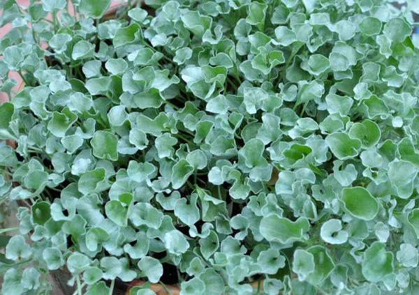 Pianta Perenne Strisciante Dichondra Cresce Nel Giardino — Foto Stock