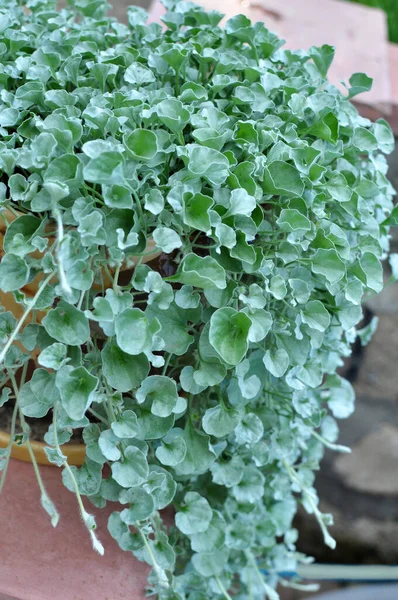 Creeping Perennial Plant Dichondra Grows Garden — Stock Photo, Image