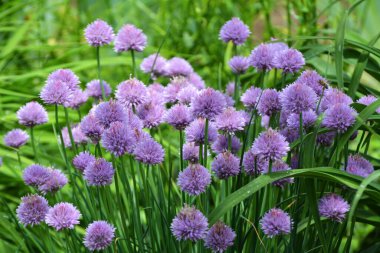 Dekoratif soğan bahçedeki bir çiçek tarlasında büyür ve çiçek açar.