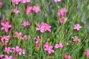 Karanfil bahçesi açık arazide büyür ve çiçek açar.