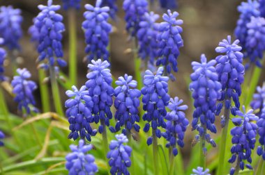 Muscari baharda çiçek açar.