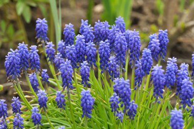Muscari baharda çiçek açar.