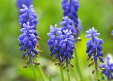 Muscari baharda çiçek açar.