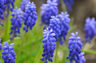 Muscari baharda çiçek açar.