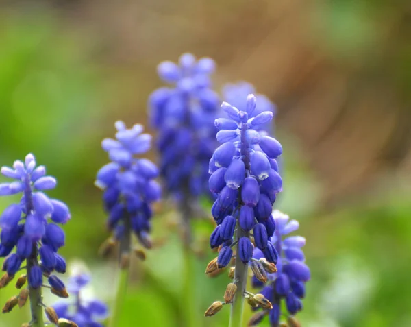 Muscari Blooms Flowerbed Spring — Stock Photo, Image
