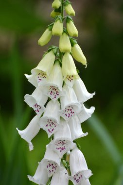 Yüksükotu (Digitalis) bir yaz bahçesinde çiçek açar.