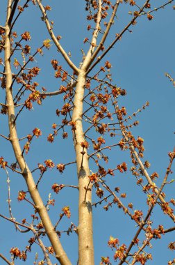 İlkbaharda, doğada akçaağaç (Acer negundo) çiçek açar.