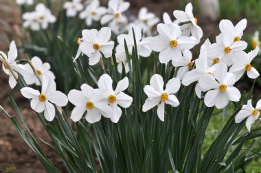 İlkbaharda, narsist (nergisler) çiçek tarhında çiçek açar..