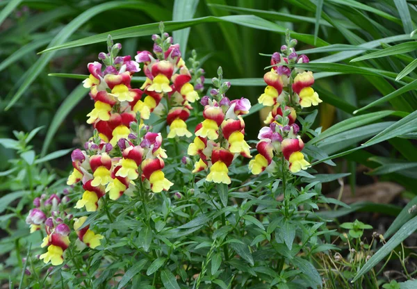 Antirrhinum Blooms Flower Bed Garden — Stock Photo, Image
