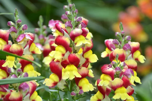 Antinoshörning Blommar Rabatt Trädgården — Stockfoto
