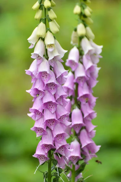 Foxglove Digitalis Kvete Květinovém Záhonu Letní Zahradě — Stock fotografie
