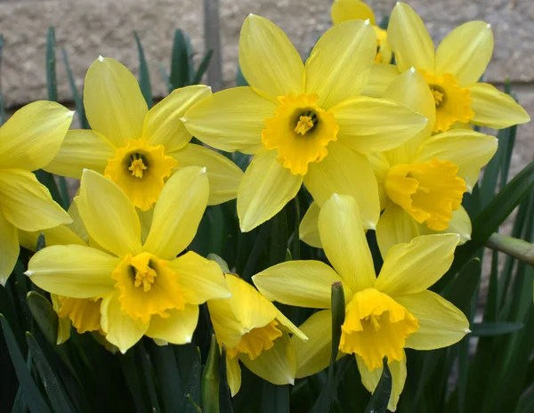 Spring Narcissus Daffodils Bloom Flowerbed — Zdjęcie stockowe