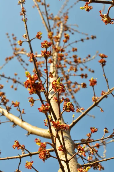 Våren Blommar Lönnen Acer Negundo Naturen — Stockfoto