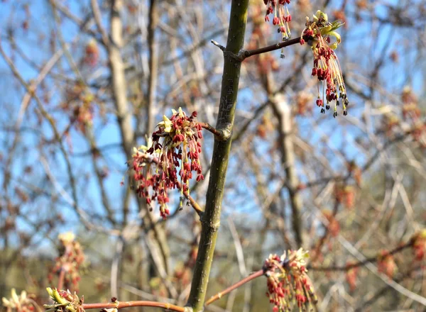 Spring Maple Acer Negundo Blooms Nature — Stock Photo, Image