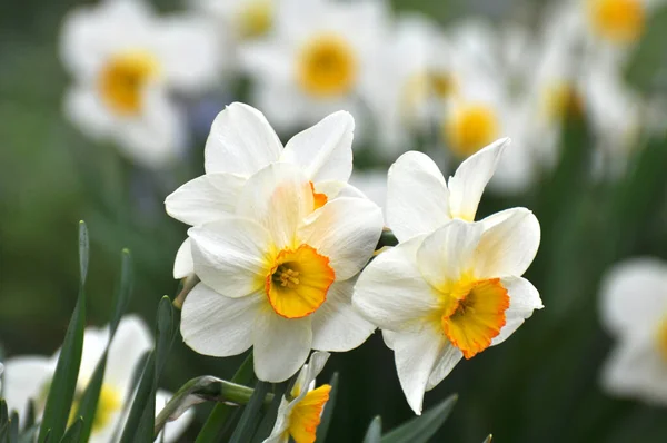Spring Narcissus Daffodils Bloom Flowerbed — Foto Stock