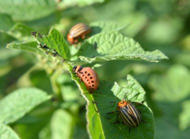 Patates çalı üzerinde Colorado Patates Böceği Larvaları