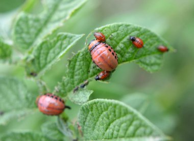 Patates çalı üzerinde Colorado Patates Böceği Larvaları