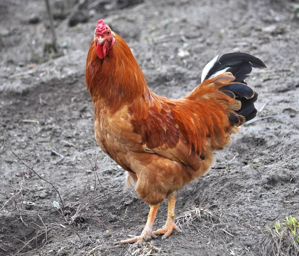 Adult Domestic Rooster Rural Yard — Stock Photo, Image