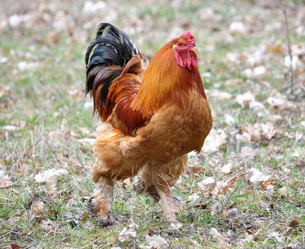 Galo Doméstico Adulto Uma Jarda Rural — Fotografia de Stock