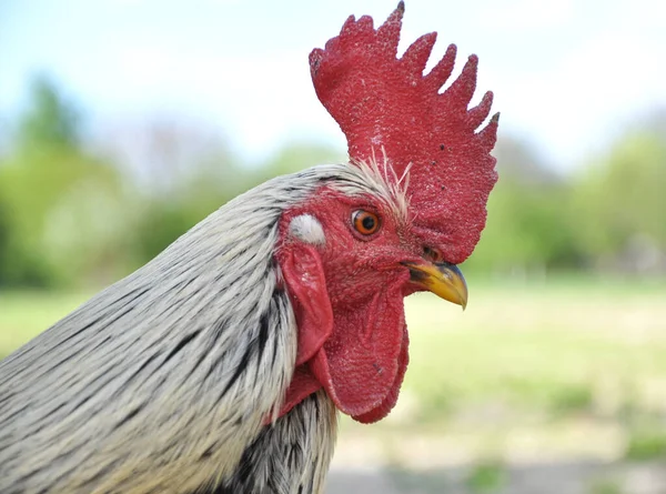 Adult Domestic Rooster Rural Yard — Stock Photo, Image