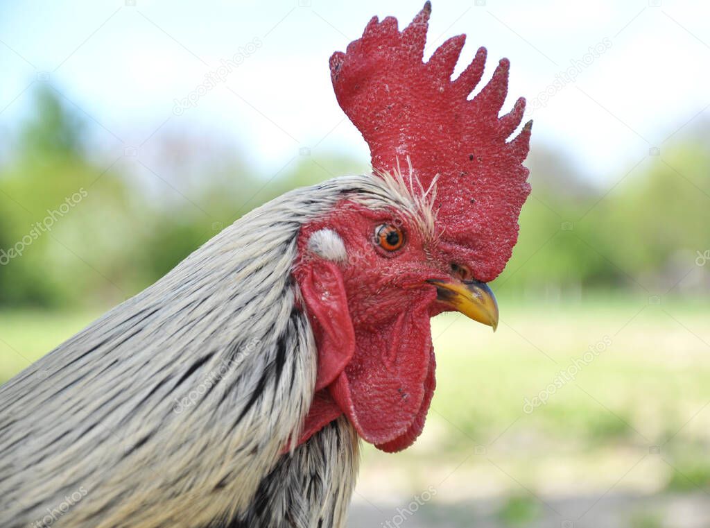 Adult domestic rooster in a rural yard