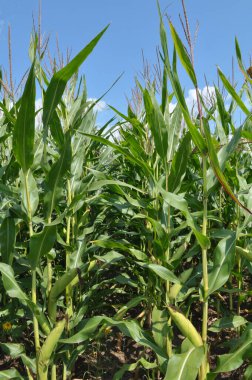 Yazın, mısır tarlasında olgunlaşır.