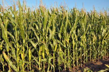 Yazın, mısır tarlasında olgunlaşır.