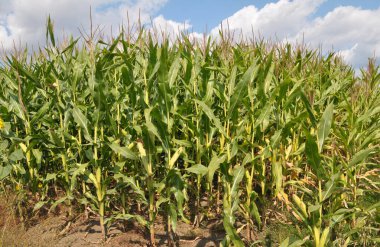 Yazın, mısır tarlasında olgunlaşır.