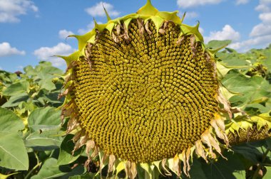 Yaz sonlarında ayçiçeği olgunlaşır tarlada.