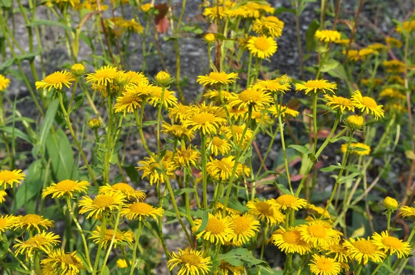 Sommer Blüht Die Wilde Heilpflanze Inula Freier Wildbahn — Stockfoto