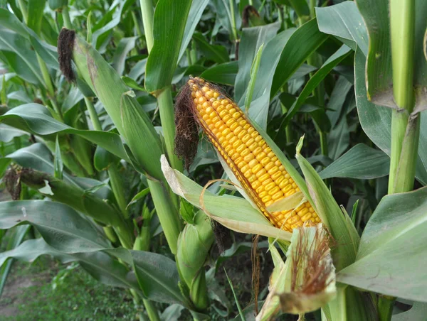 Tejérettségű Fiatal Kukorica — Stock Fotó