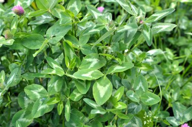 Bahar tarlasında genç yoncalar büyür.