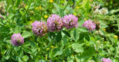 Kırmızı yonca çiçeği, değerli bir hayvan yemi.