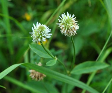 Vahşi doğada, dağ yoncası (Trifolium montanum) otların arasında yetişir.