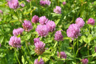 Yonca (Trifolium pratense) yabani otların arasındaki çayırda yetişir. 