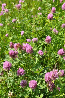 Yonca (Trifolium pratense) yabani otların arasındaki çayırda yetişir. 