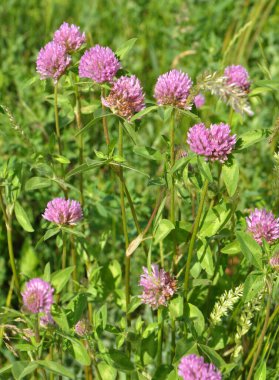 Yonca (Trifolium pratense) yabani otların arasındaki çayırda yetişir. 
