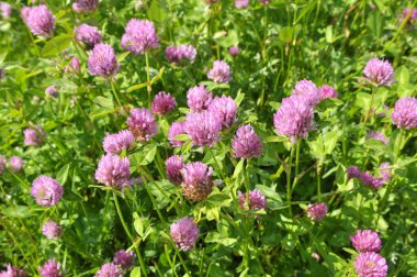 Yonca (Trifolium pratense) yabani otların arasındaki çayırda yetişir. 