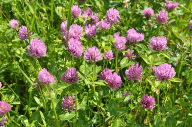 Yonca (Trifolium pratense) yabani otların arasındaki çayırda yetişir. 