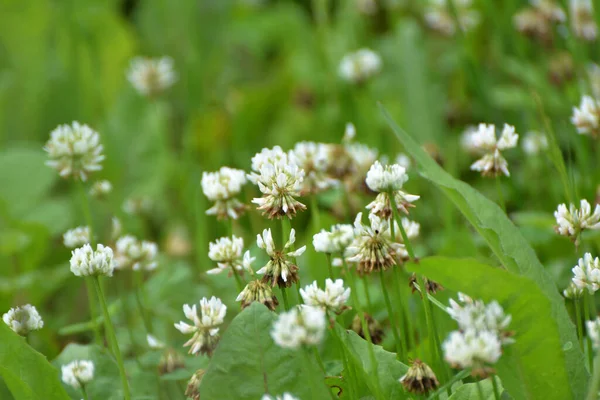 Yonca Doğada Beyazdır Trifolium Tövbe Eder — Stok fotoğraf