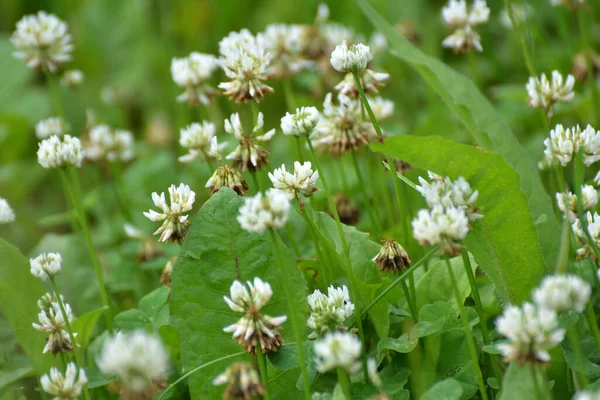 Yonca Doğada Beyazdır Trifolium Tövbe Eder — Stok fotoğraf