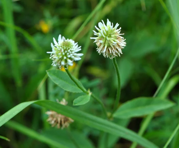 Дикій Природі Серед Трав Росте Гірська Конюшина Trifolium Montanum — стокове фото