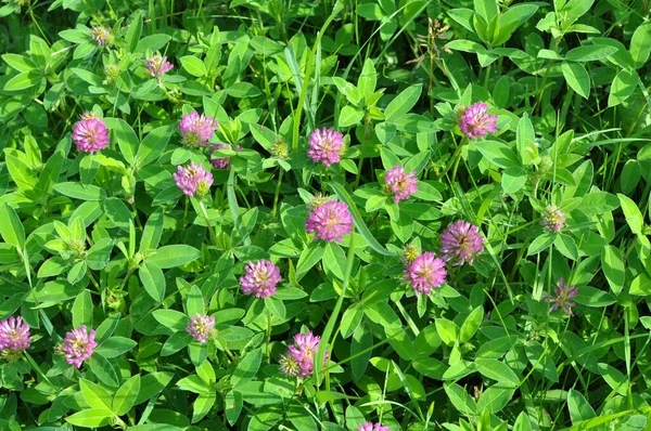 Meadow Wild Grasses Blooms Clover Trifolium Medium — Stock Photo, Image