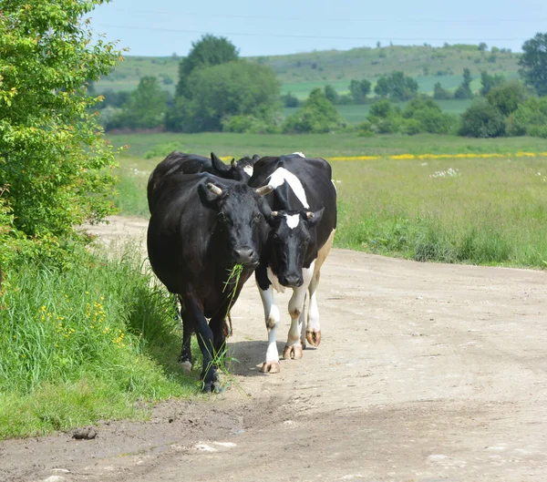 Village Street Cattle Private Farm Return Home Grazing — Stock Photo, Image