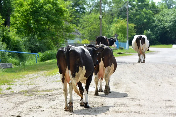 Village Street Cattle Private Farm Return Home Grazing — Stock Photo, Image