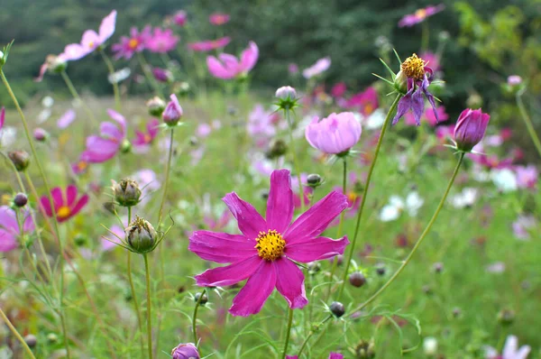 Dekorative Kosmosblumen Blühen Der Natur Blumengarten — Stockfoto